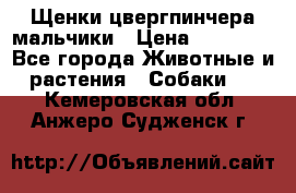 Щенки цвергпинчера мальчики › Цена ­ 25 000 - Все города Животные и растения » Собаки   . Кемеровская обл.,Анжеро-Судженск г.